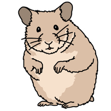 Hamster_farbe.jpg